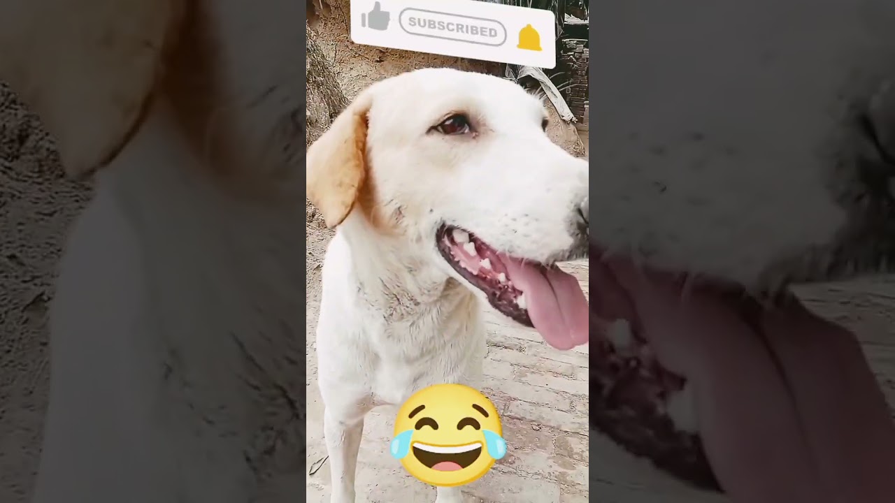 new bhailu vlog 🤣🤣 