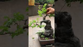 Potted Bonsai Trees Need To Pay Attention hdbonsai bonsai