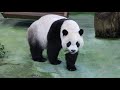 202007 圓仔最愛運食物 高坐慢享好幸福 Giant Panda Yuan Zai