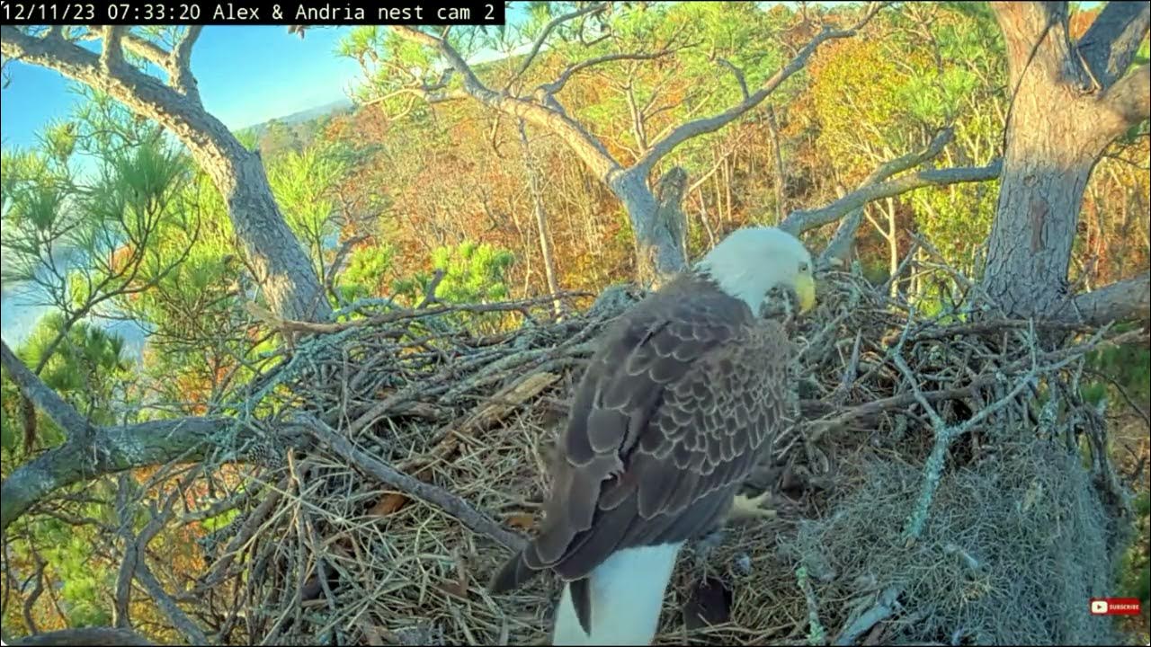 The stranger buries the eggs, Alex unearths them bald eagle Kisatchie