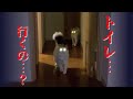 真夜中にトイレについてきてくれる猫が可愛いけど怖すぎた…【おしゃべりする猫】