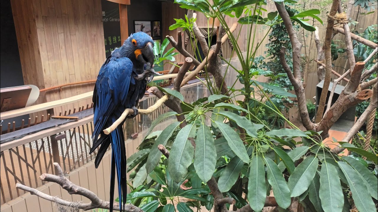 海洋公園的[樹懶與好友]展館，斑斕金剛鸚鵡超吸睛！