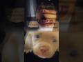 Pitbull short video edit #pitbull #shorts #trending #capcut #edit