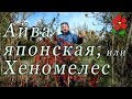 Айва японская - то, что Вы о ней НЕ знали (вероятно)!