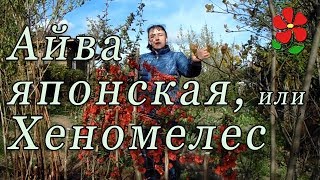 Айва японская - то, что Вы о ней НЕ знали (вероятно)!