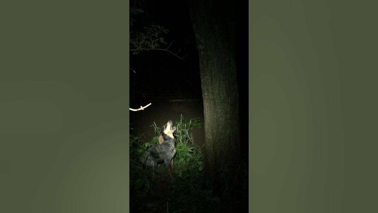 First Tree!!Free Craigslist Bluetick Coonhound. We found Roscoe and