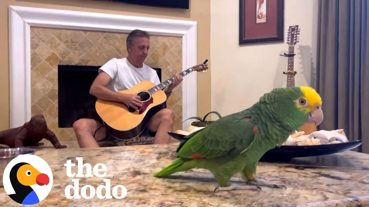Today's Adorable Animal Video