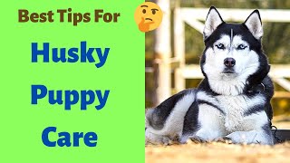 How To Take Care Of A Husky Puppy? | Husky Care Guide |