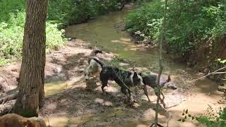 Dog days of summer - how the C Bar C border collies roll by Carrilea Wilson 130 views 6 months ago 1 minute, 5 seconds