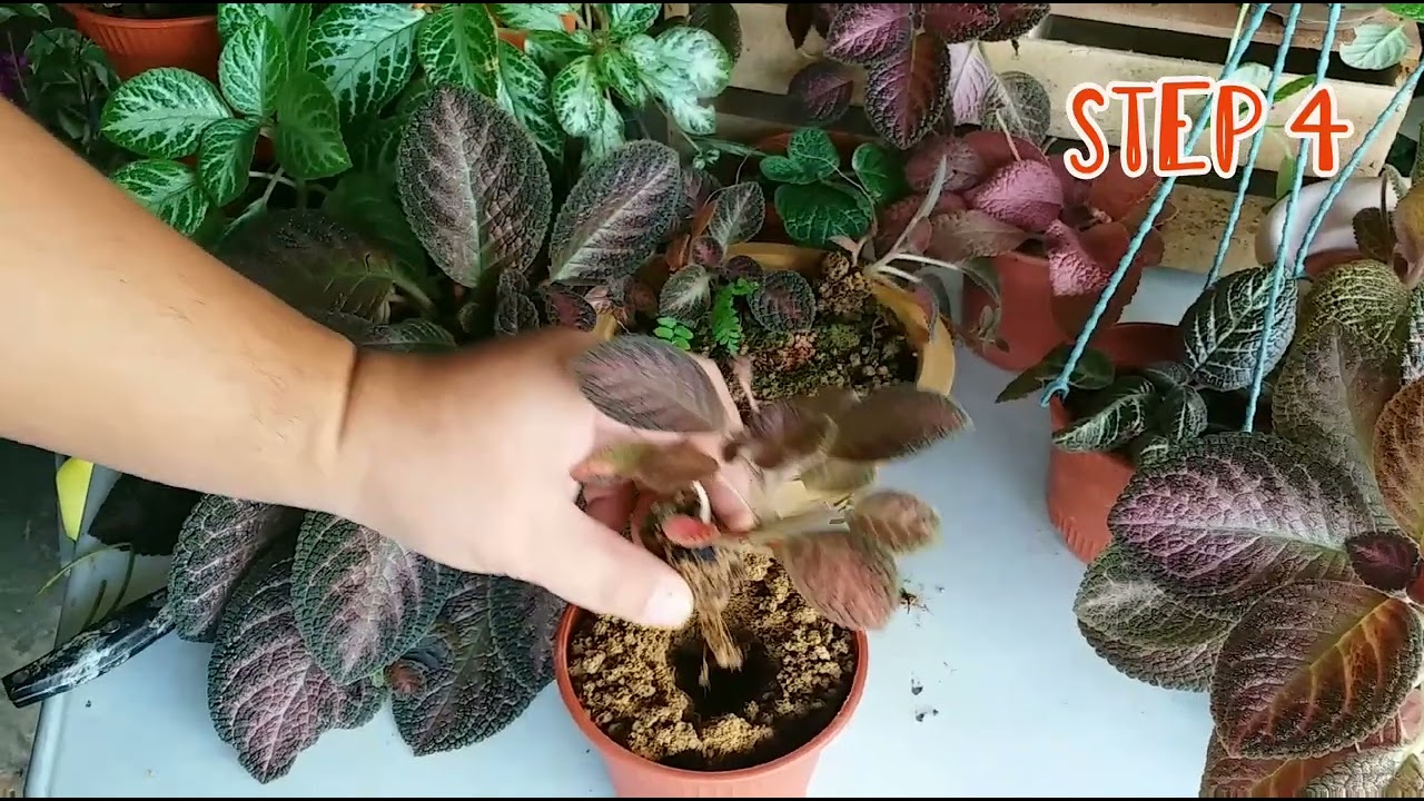How to propagate & repotting Episcia plant/ Jenis episcia dan cara