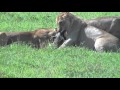 Lions vs  Warthog 1 abridged