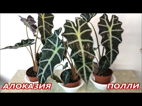 АЛОКАЗИЯ Полли 🌺 УХОД ПЕРЕСАДКА и  РАЗМНОЖЕНИЕ 🌺