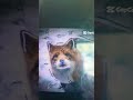 I love foxes❤️