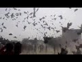 فكه حمر براجه الناصريه وصار اطلاق نار 