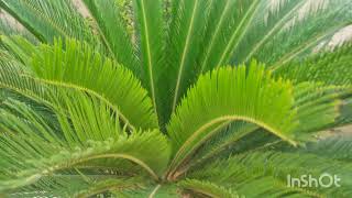 Beautiful cycas plant / kangi palm with suckers | Cycas