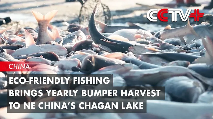 Eco-Friendly Fishing Brings Yearly Bumper Harvest to NE China’s Chagan Lake - DayDayNews