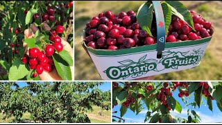 Cherry Picking in Canada  Summer 2022 | Cherry farm tour | Pick your own fruit | Sun Valley Farms