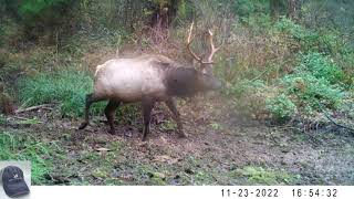 Remote Coast Trail Camera Vancouver Island by HowToHunt 6,012 views 1 year ago 4 minutes, 15 seconds