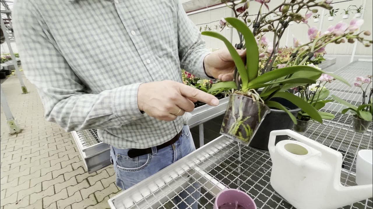 Wie gieße ich meine Orchidee richtig? Variante 2 Mit der Gießkanne