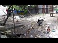 Monkey vs Chickens ( Monkey in the farm )