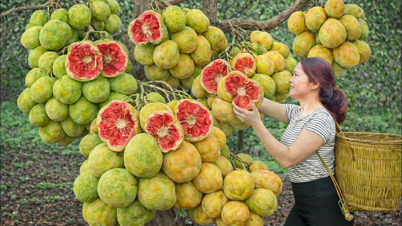 Harvesting Rare Pink Peach To Sell | Dried Peach Kernels, Tropical Peach Smoothie