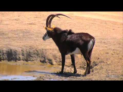 Дикая природа Африки Самец чёрной антилопы в Нкорно Male Sable antelope at Nkorno Africa