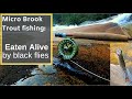 Maine Micro Brook Trout Fly Fishing - Getting EATEN ALIVE.. by Black Flies