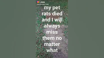 My pet rats died!!!😭