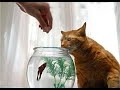 😺 Don’t oversalt! 🐈 Funny video with cats and kittens! 😸