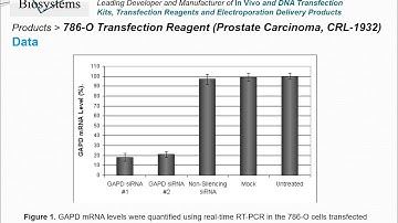 Altogen Biosystems 786-O Transfection Reagent