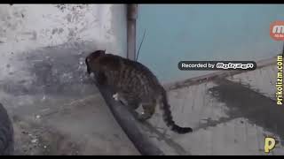 самое смешное видио про кошек😄 смотрите оно поднимит вам на строение самое смешное видио про кошек😄 смотрите оно поднимит вам на строение