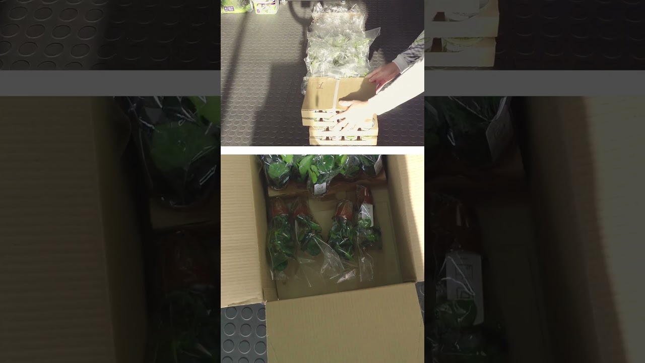 Tropica Plants now back in stock. #tropicaaquariumplants #plantedaquarium #capetown