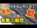 巨大雷魚が巨大ナマズに襲いかかる瞬間！ブラックバスもいたよ