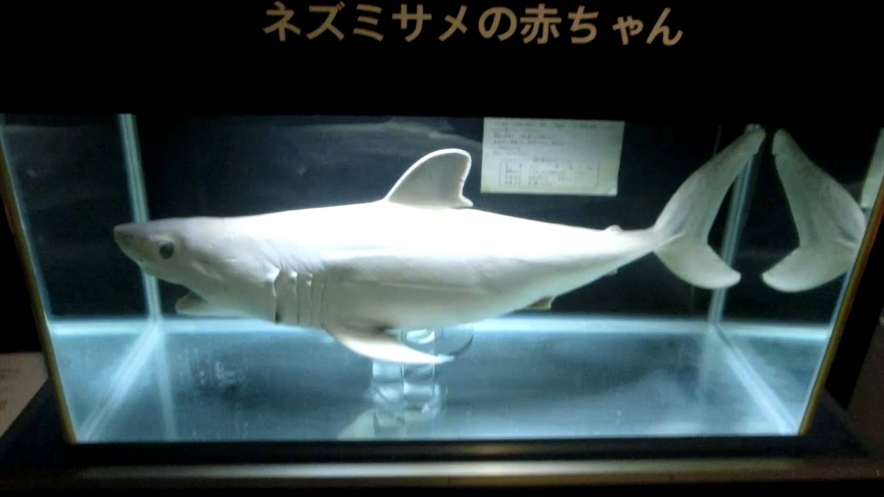 上越市立水族博物館