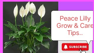 Peace Lilly Care & Repot Guide./SPATHIPHYLLUM/ Indoor plant.