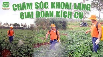 CHĂM SÓC KHOAI LANG GIAI ĐOẠN KÍCH CỦ