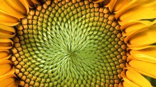 The Mind-Blowing Mathematics of Sunflowers - Instant Egghead #59