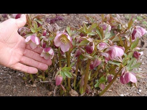 사순절 로즈 스프링 케어 (Helleborus spp.)