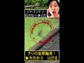 【ナゾの生物発見!?】バドミントン日本代表・渡辺勇大 #Shorts