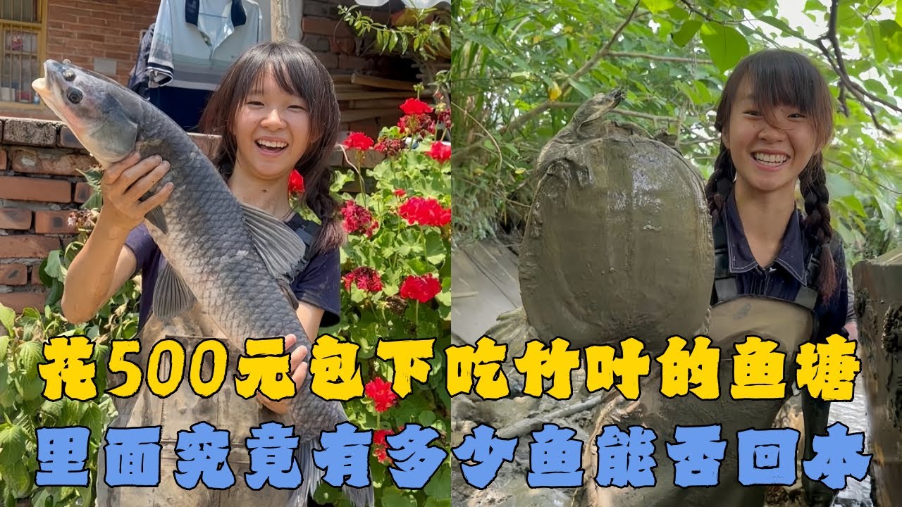 幺妹花500元包下吃竹叶的鱼塘,里面究竟有多少鱼能否回本?#户外抓鱼 #户外捕鱼 #幺妹vlog #乡村生活 #农村生活 - YouTube
