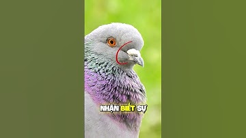 Vì sao chim bồ câu đưa thư được  ? #animals #youtubeshorts