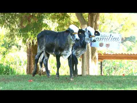 LOTE 35   LON 0551  0552 -   4º LEILÃO FAMÍLIAS - DOMINGO, 13 DE JUNHO, 10HS - REMATEWEB PLUS