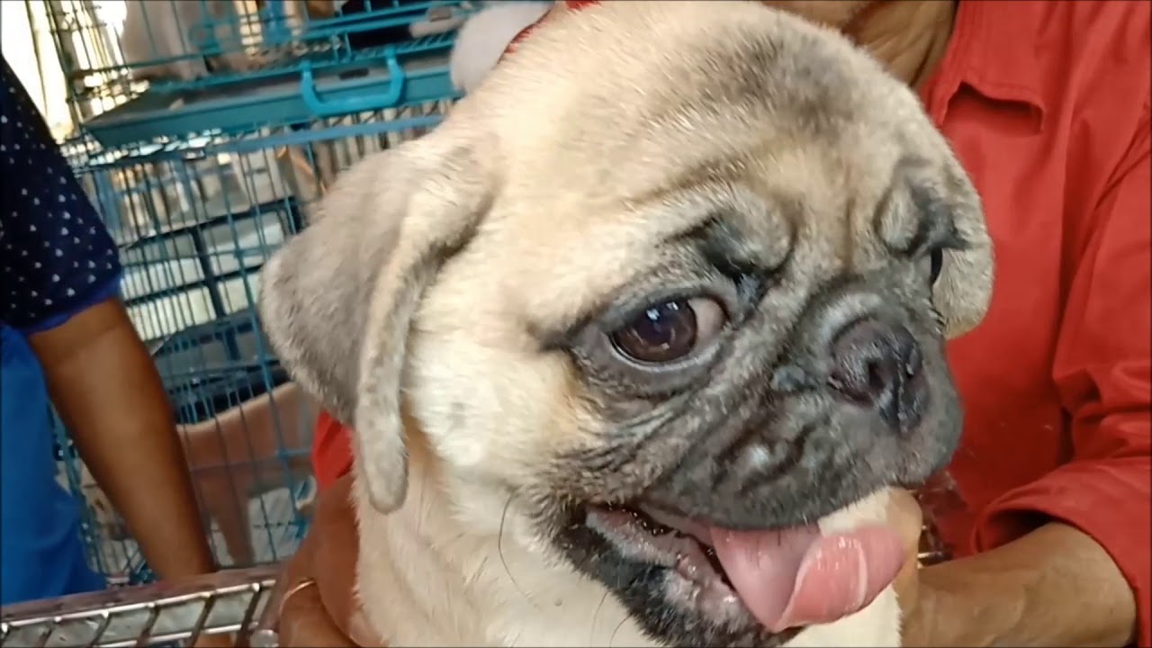 So Cute Pug Puppy Now At Galiff Street Kolkata l Pug Puppy Rs 18k