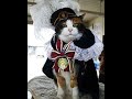 The Cat that Saved A Train Station (TRUE STORY)