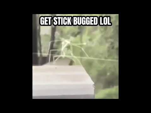 Stick bug meme 1 hour version