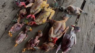 village hunting ep2