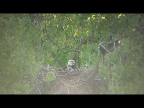 Bald Eagle Nest South Columbus Ohio