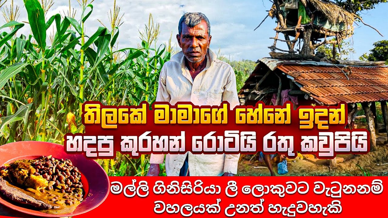 තිලකේ මාමාගේ හේනේ ඉදන් හදපු කුරහන් රොටියි රතු කවුපියි #village 