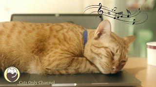 Music for Cats  Peaceful Harp Music to Calm your Cat, Relief of Stress and Anxiety