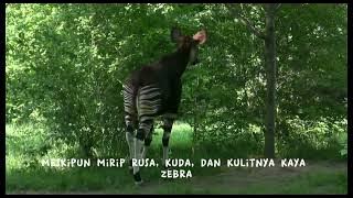 Petualangan di Hutan Afrika: Mengenal Okapi, Unicorn dari Afrika!